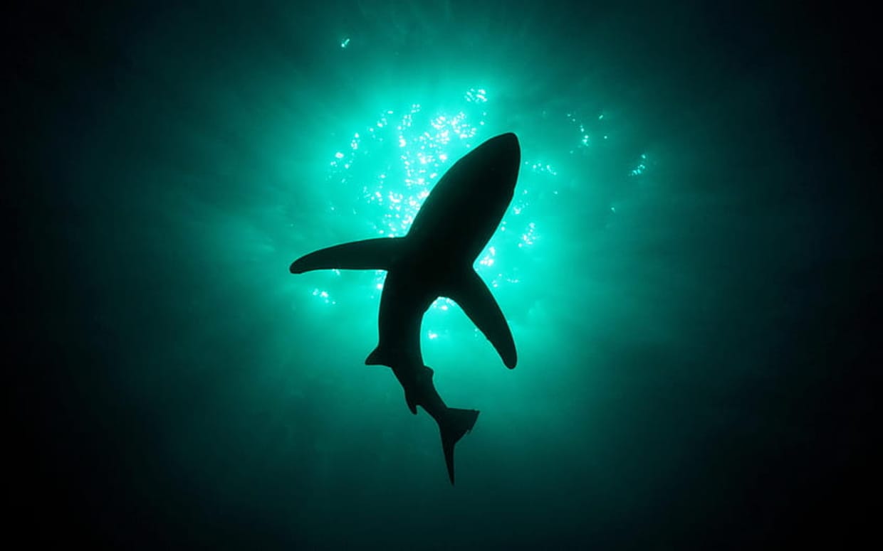 The Shark Tank Shop