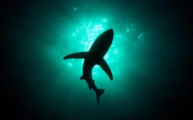 The Shark Tank Shop
